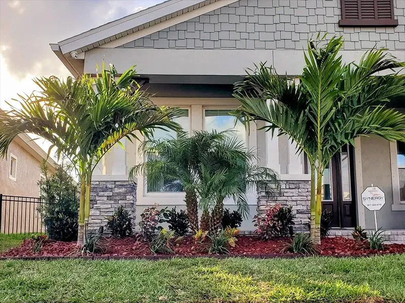 Front yard with new palms, red mulch beds and stone edging in front of a gray home